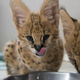 Illustration for article titled ZOMG BABY SERVALS!!!